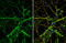 Slit Guidance Ligand 1 antibody, GTX134122, GeneTex, Immunocytochemistry image 