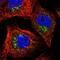 Yip1 Domain Family Member 3 antibody, HPA014859, Atlas Antibodies, Immunofluorescence image 