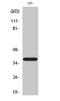 Hydroxysteroid 17-Beta Dehydrogenase 11 antibody, GTX33994, GeneTex, Western Blot image 