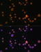 Janus Kinase 3 antibody, 13-272, ProSci, Immunofluorescence image 