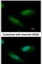 Chromodomain Helicase DNA Binding Protein 4 antibody, PA5-32181, Invitrogen Antibodies, Immunofluorescence image 