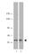 TNF Receptor Associated Factor 6 antibody, 654501, BioLegend, Western Blot image 