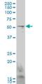 Glial Cells Missing Transcription Factor 1 antibody, H00008521-M06, Novus Biologicals, Western Blot image 