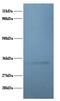 Ribosomal Protein L5 antibody, LS-B11261, Lifespan Biosciences, Western Blot image 