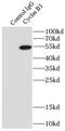 Cycb antibody, FNab02122, FineTest, Immunoprecipitation image 