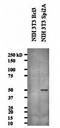 Serine protease inhibitor A3G antibody, orb76808, Biorbyt, Western Blot image 