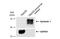 Syndecan Binding Protein antibody, GTX634154, GeneTex, Western Blot image 