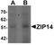 Solute Carrier Family 39 Member 14 antibody, PA5-21077, Invitrogen Antibodies, Western Blot image 