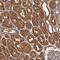 WD Repeat And Coiled Coil Containing antibody, HPA041054, Atlas Antibodies, Immunohistochemistry paraffin image 