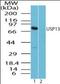 Ubiquitin Specific Peptidase 13 antibody, orb96272, Biorbyt, Western Blot image 