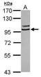 Striatin 3 antibody, GTX119145, GeneTex, Western Blot image 