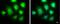 Inhibitor Of Nuclear Factor Kappa B Kinase Subunit Epsilon antibody, NBP1-33052, Novus Biologicals, Immunofluorescence image 