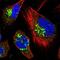 TRAF3 Interacting Protein 2 antibody, NBP1-89263, Novus Biologicals, Immunocytochemistry image 