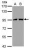 Transportin 2 antibody, PA5-31203, Invitrogen Antibodies, Western Blot image 
