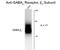 Gamma-Aminobutyric Acid Type A Receptor Beta2 Subunit antibody, GTX82682, GeneTex, Western Blot image 