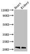 SDC4 antibody, CSB-PA327046HA01HU, Cusabio, Western Blot image 
