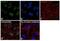 Histone Deacetylase 2 antibody, 51-5100, Invitrogen Antibodies, Immunofluorescence image 