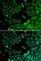 RAD9 Checkpoint Clamp Component A antibody, LS-C331752, Lifespan Biosciences, Immunofluorescence image 