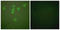 CAMP Responsive Element Binding Protein 1 antibody, LS-C117517, Lifespan Biosciences, Immunofluorescence image 