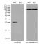 Translin antibody, MA5-27107, Invitrogen Antibodies, Western Blot image 