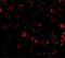 Toll Like Receptor 3 antibody, GTX20260, GeneTex, Immunofluorescence image 