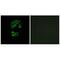 GTPase, IMAP Family Member 2 antibody, A12558, Boster Biological Technology, Immunofluorescence image 