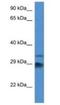 Outer Dense Fiber Of Sperm Tails 1 antibody, NBP1-74164, Novus Biologicals, Western Blot image 