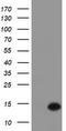 Migration And Invasion Enhancer 1 antibody, LS-C173890, Lifespan Biosciences, Western Blot image 