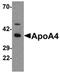 Apolipoprotein A4 antibody, orb75599, Biorbyt, Western Blot image 