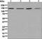 Janus Kinase 1 antibody, ab133666, Abcam, Western Blot image 