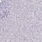 Tetratricopeptide repeat protein 7B antibody, HPA059577, Atlas Antibodies, Immunohistochemistry paraffin image 