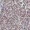 Protocadherin Alpha 3 antibody, NBP1-87323, Novus Biologicals, Immunohistochemistry paraffin image 