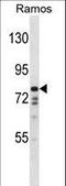 DISC1 Scaffold Protein antibody, LS-C167423, Lifespan Biosciences, Western Blot image 