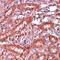 Ectodermal-Neural Cortex 1 antibody, orb75400, Biorbyt, Immunohistochemistry paraffin image 