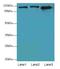 Mov10 RISC Complex RNA Helicase antibody, LS-C397887, Lifespan Biosciences, Western Blot image 