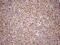 Transcription Elongation Factor A Like 1 antibody, MA5-26910, Invitrogen Antibodies, Immunohistochemistry frozen image 
