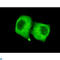 Pyruvate Dehydrogenase E1 Alpha 1 Subunit antibody, LS-C814107, Lifespan Biosciences, Immunofluorescence image 