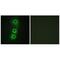 Cadherin 8 antibody, A09584, Boster Biological Technology, Immunofluorescence image 
