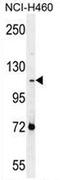 Protocadherin Alpha Subfamily C, 2 antibody, AP53204PU-N, Origene, Western Blot image 