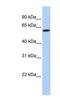 Tektin 4 antibody, NBP1-57589, Novus Biologicals, Western Blot image 