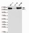 Structural Maintenance Of Chromosomes 1A antibody, LS-C178261, Lifespan Biosciences, Western Blot image 