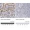 Cingulin antibody, NBP1-89602, Novus Biologicals, Immunohistochemistry paraffin image 