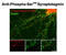 Synapsin I antibody, GTX82590, GeneTex, Immunocytochemistry image 