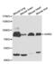 Axin 2 antibody, abx001955, Abbexa, Western Blot image 