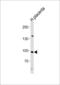 Nuclear Factor Of Activated T Cells 4 antibody, LS-C158379, Lifespan Biosciences, Western Blot image 