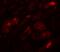 Basic Leucine Zipper ATF-Like Transcription Factor 3 antibody, NBP2-41296, Novus Biologicals, Immunofluorescence image 