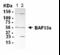 Actin Like 6A antibody, XW-7052, ProSci, Western Blot image 