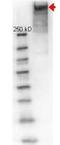 KLH protein antibody, orb345866, Biorbyt, Western Blot image 