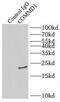 Copper Metabolism Domain Containing 1 antibody, FNab01850, FineTest, Immunoprecipitation image 