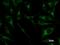 Paired Box 8 antibody, LS-C342350, Lifespan Biosciences, Immunofluorescence image 